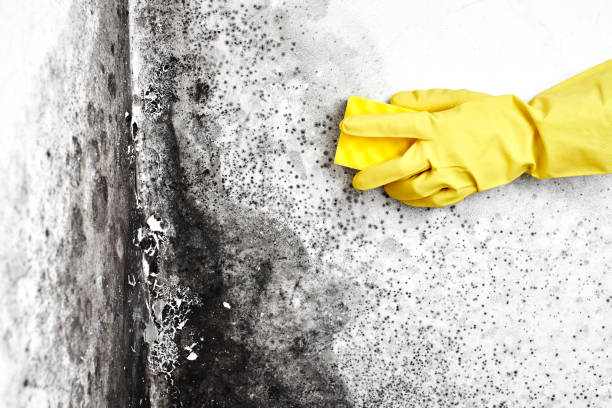Professional Mold Removal in Hockessin, DE