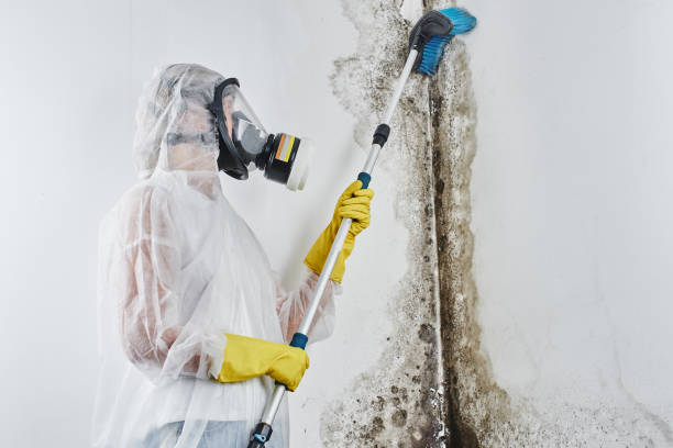 Best Commercial Mold Removal  in Hockessin, DE
