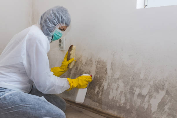 Mold Removal Process in Hockessin, DE