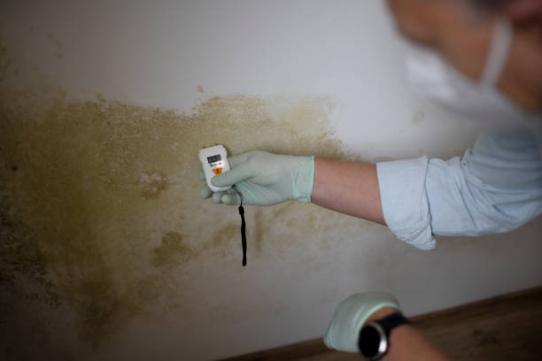 Certified Mold Removal in Hockessin, DE