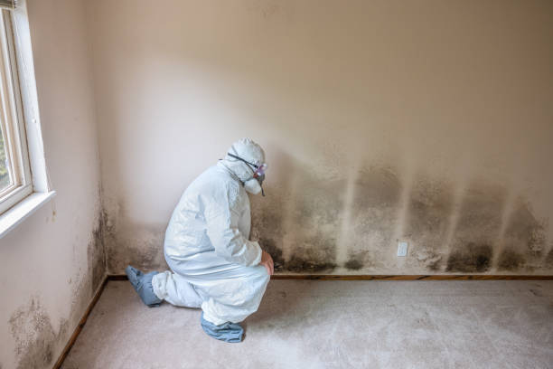 Professional Mold Removal in Hockessin, DE