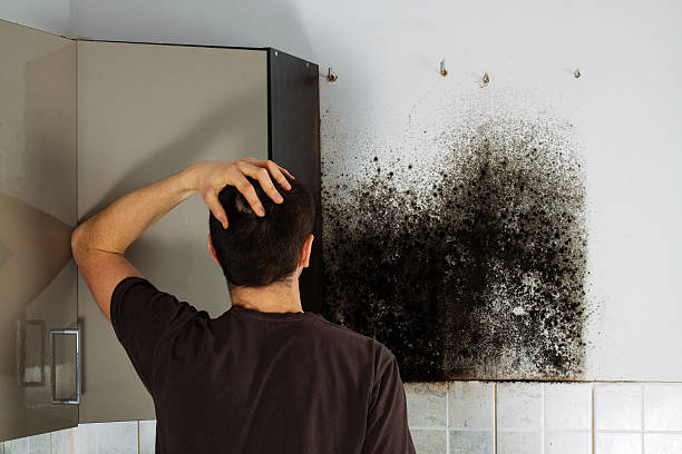 Best Attic Mold Removal  in Hockessin, DE