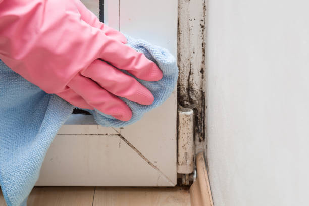 Best Black Mold Removal  in Hockessin, DE