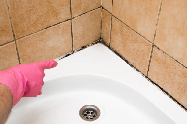 Best Same-Day Mold Removal  in Hockessin, DE